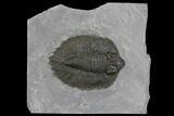 Arctinurus Trilobite - Classic New York Trilobite #147260-1